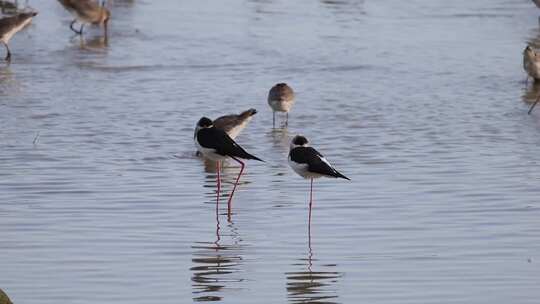 黑翅长脚鹬在深圳湾公园滩涂觅食