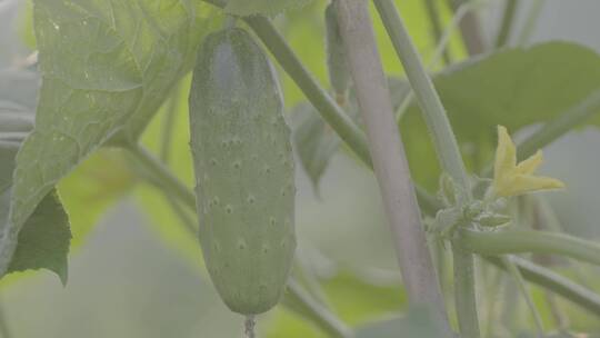 黄瓜种植LOG视频素材模板下载