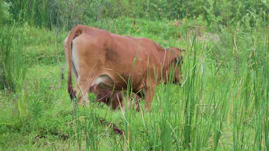 母牛与小牛行走在沼泽草地上