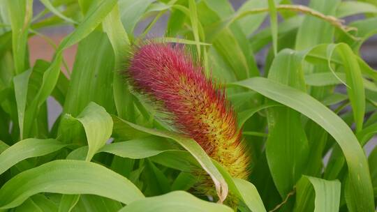 野外各类植物展示