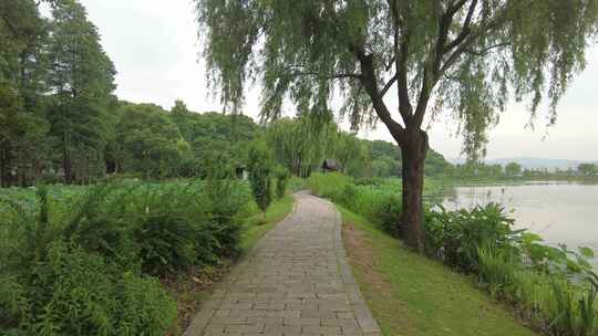 自然风光树枝树叶无锡太湖鼋头渚风景区实拍