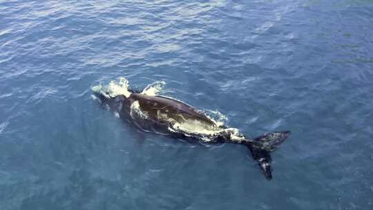 海洋南露脊鲸