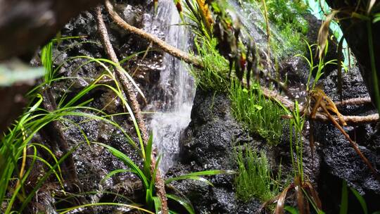 【镜头合集】热带雨林景观热带植物瀑布