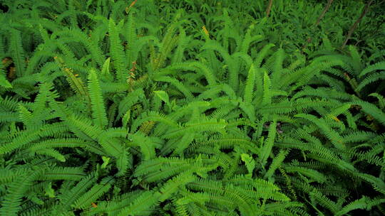 阳光草丛蕨类植物视频素材模板下载