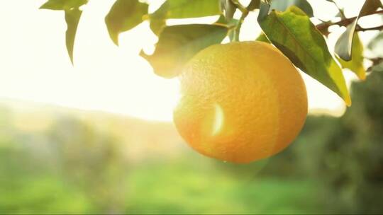 阳光下枝头的橙子