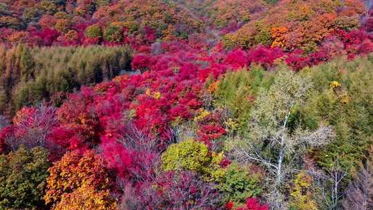 辽宁本溪秋天枫叶本桓公路