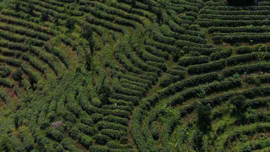 茶园茶山鸟瞰图