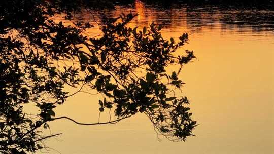 湖面夕阳下的树枝剪影