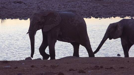非洲象在河边喝水