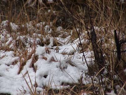 雪落在枯黄的草地上视频素材模板下载