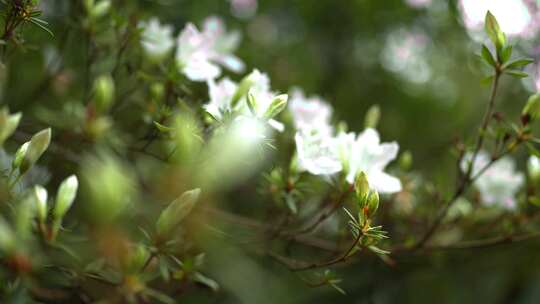 葡萄牙，自然，白色，花