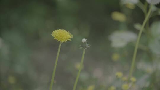 野花野草蒲公英LOG