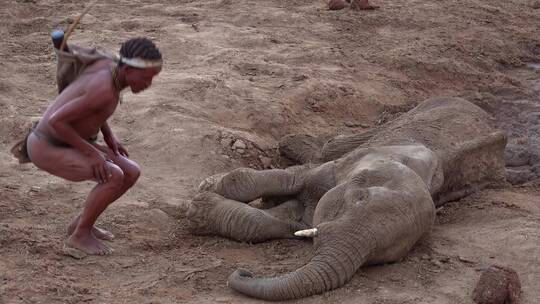 一个人正在检查一头死去的年轻大象