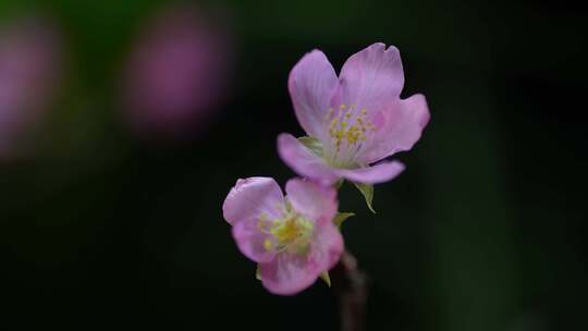 春天粉色樱花早樱花卉