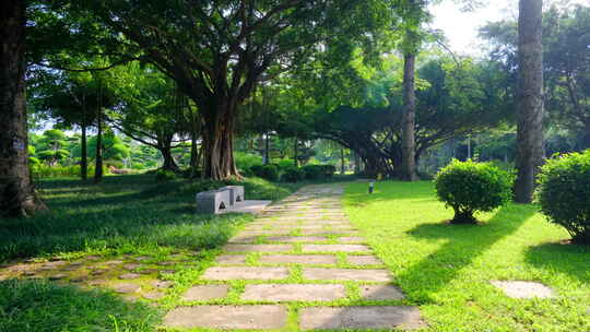 树林 森林 林间小路 丛林 草地 榕树