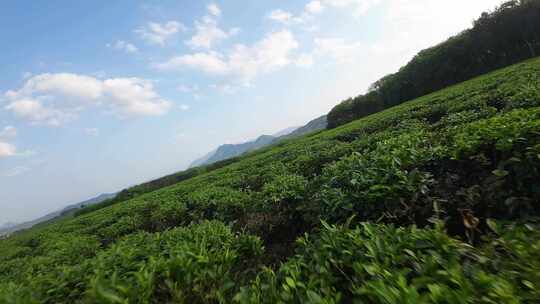 穿越机贴着茶园茶树低飞