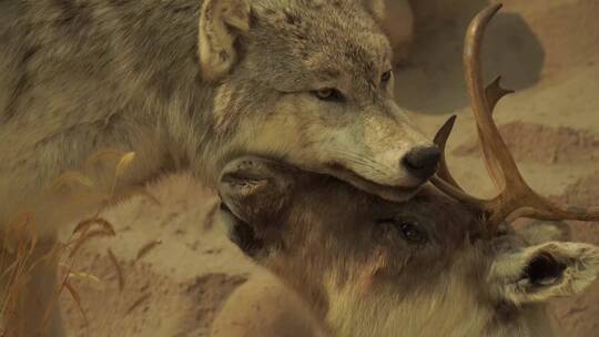 灰狼雪狼野兽动物标本模型视频素材模板下载