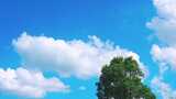宫崎骏的夏天大自然鸟叫声高清在线视频素材下载