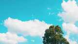 宫崎骏的夏天大自然鸟叫声高清在线视频素材下载