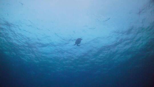 海洋里的海龟视频素材模板下载