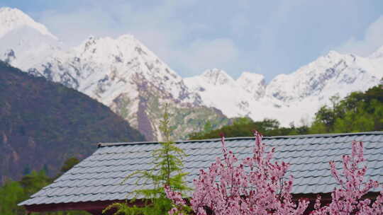 中国西藏林芝市桃花与雪山屋顶蓝天