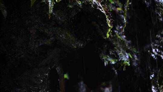 原始森林蕨类植物下雨水滴绿色生态