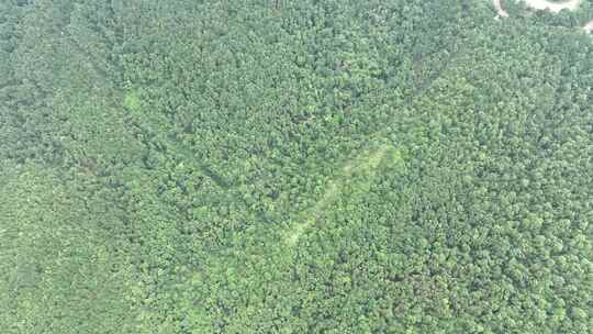 山林航拍森林山峰树林原始森林生态自然环境