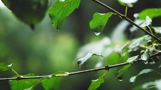 雨中的植物