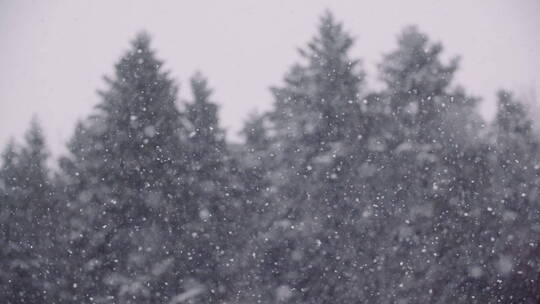 松树林里飘落的雪花