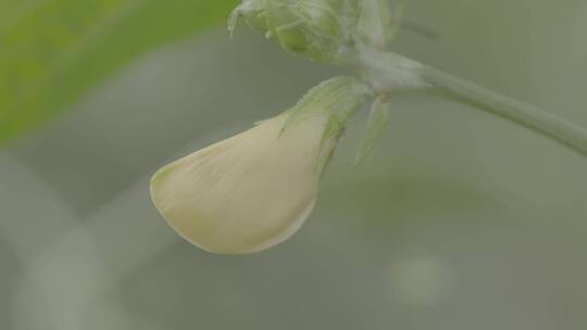 丝瓜开花的花苞微距拍摄LOG