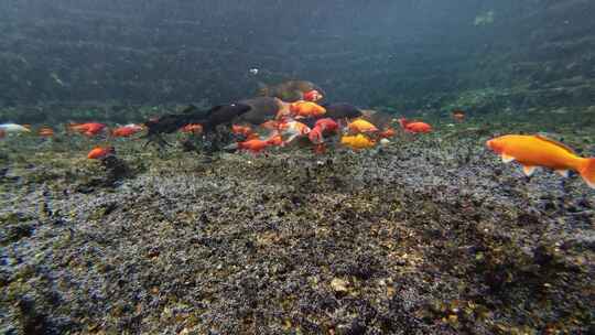 济南黑虎泉锦鲤水下世界