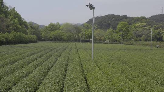 西湖龙井