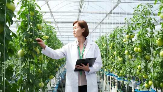 智能温室 立体种植 无土栽培 现代农业