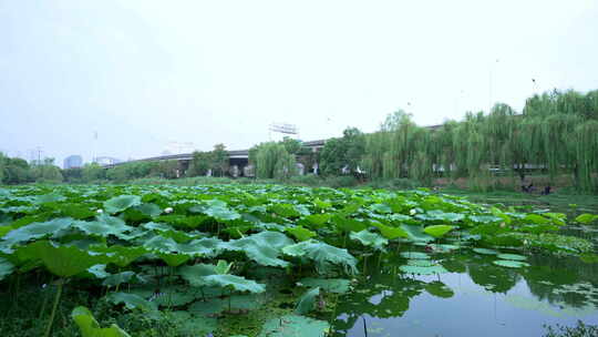 武汉汉阳区北太子湖公园风景