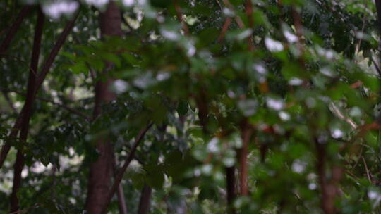 下雨天雨水拍打树叶