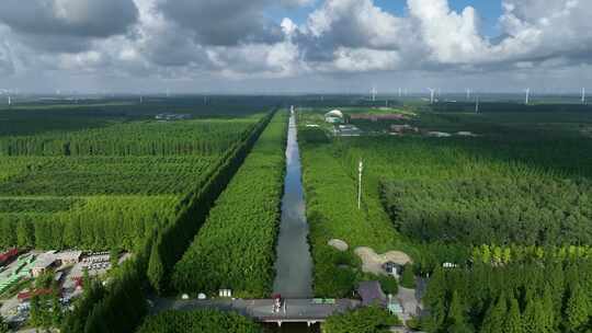 盐城东台黄海湿地公园夏季