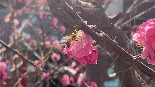 蜜蜂在花朵上采蜜