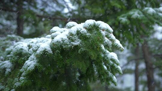 松柏下雪冬季