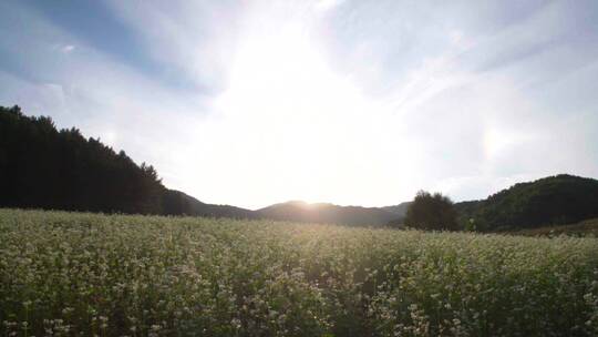 山区的荞麦田