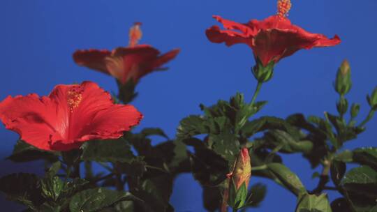 多朵芙蓉花蕾开放，同时盛开，4K。