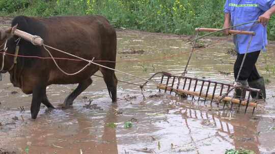 农民牵牛耕地的春耕景象