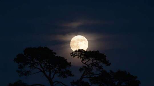 中秋皎洁月光静谧夜空松树月亮树影