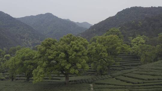 茶茶叶红茶艺采茶泡茶红茶山春茶道茶园农业