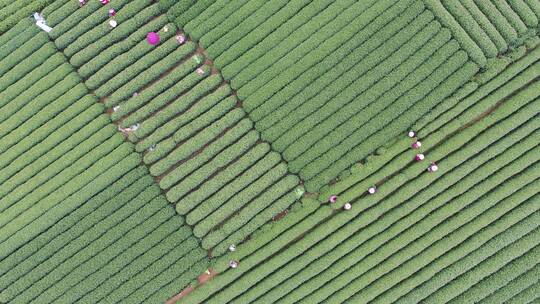 中国茶园鸟瞰图大气全景空镜无人机拍摄茶田