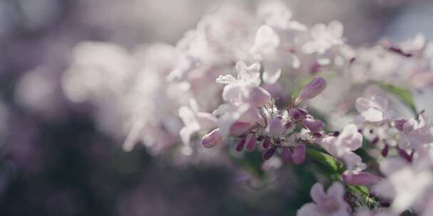 花园，紫色，花，双花