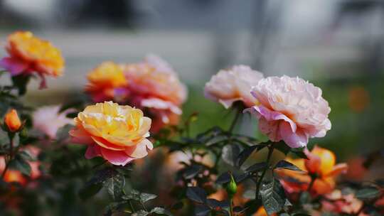 漂亮花朵月季花