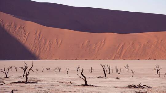 几个徒步旅行者在沙漠中行走