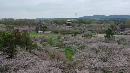 航拍武汉东湖樱园樱花春季东湖风景区