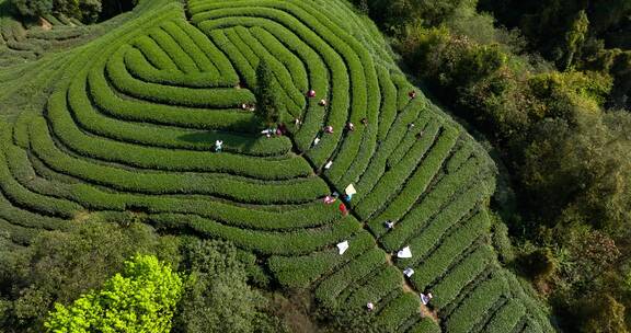 高角度俯拍雅安绿茶园茶农采茶