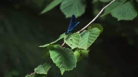 树枝上的蓝色蜻蜓飞走了